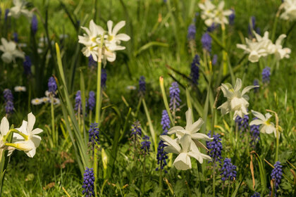 Foto: Eine Wiese mit weißen Narzissen und blauen Traubenhyazinthen, die im Sonnenlicht blühen. Der Hintergrund ist grün und voller Gras.