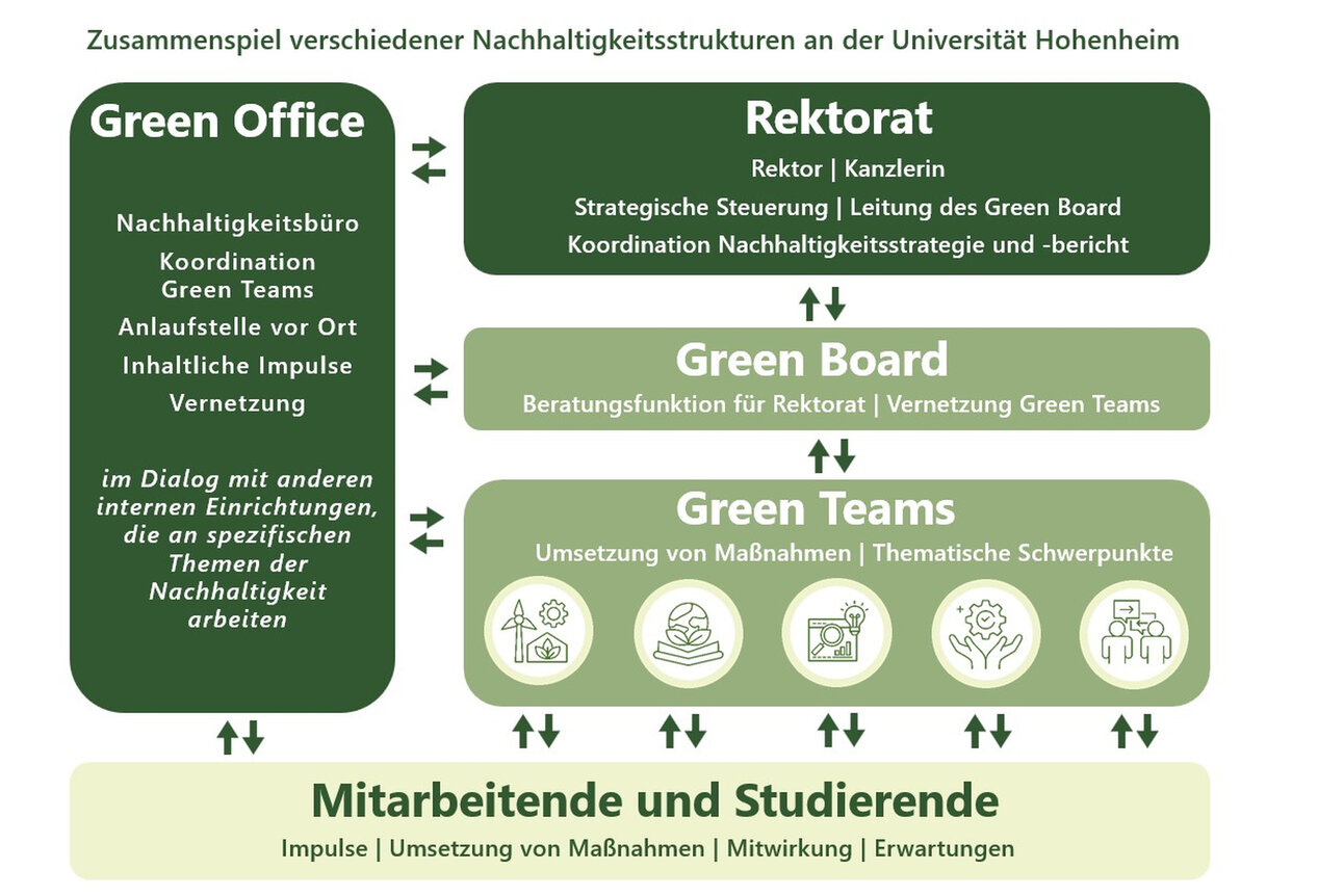 Infografik: Darstellung der Nachhaltigkeitsstrukturen an der Universität Hohenheim. Enthält Green Office, Rektorat, Green Board und Green Teams mit ihren jeweiligen Funktionen und Verbindungen.