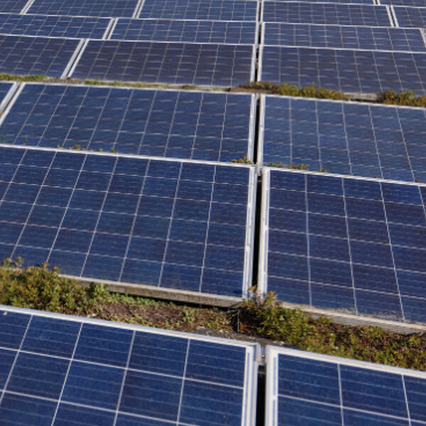 Foto: Eine große Anzahl von Solarmodulen ist auf einem begrünten Dach installiert. Im Hintergrund sind Bäume und ein Gebäude sichtbar, was auf eine umweltfreundliche Umgebung hinweist.