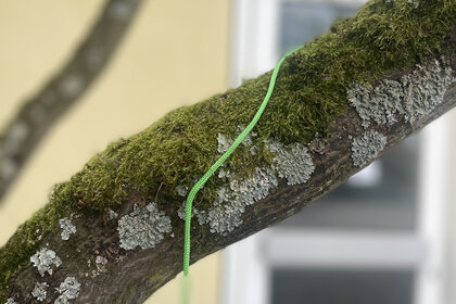 Foto: Ein moosbewachsener Ast mit Flechten und einem grünen Seil, das darüber hängt. Im Hintergrund ist ein unscharfes Fenster zu sehen.