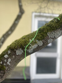 Foto: Ein moosbewachsener Ast mit Flechten und einem grünen Seil, das darüber hängt. Im Hintergrund ist ein unscharfes Fenster zu sehen.