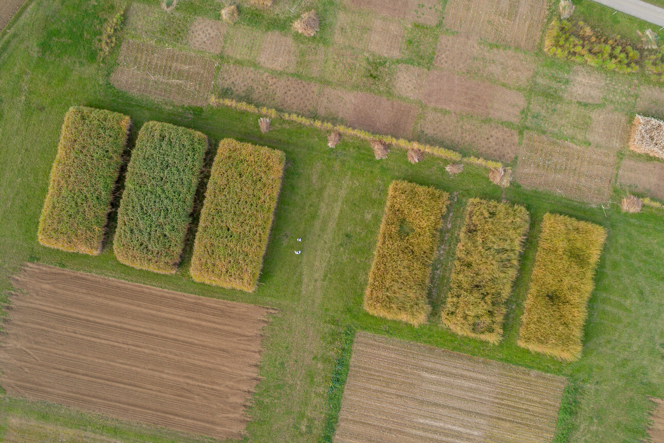 Foto: Luftaufnahme von landwirtschaftlichen Feldern mit verschiedenen Pflanzenmustern und Parzellen. Die Felder sind in rechteckigen und quadratischen Formen angeordnet, mit unterschiedlichen Wachstumsstadien und Farben.