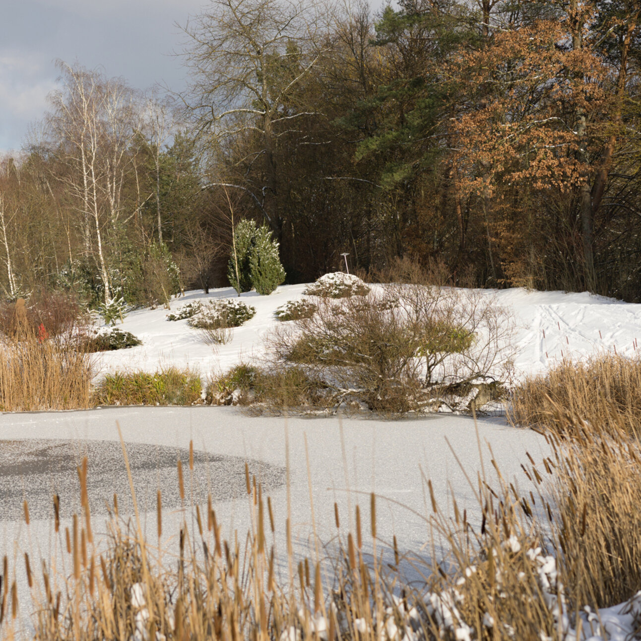 Foto: Eine verschneite Landschaft mit einem gefrorenen Teich im Vordergrund. Im Hintergrund sind schneebedeckte Bäume und Sträucher zu sehen. Der Himmel ist bewölkt.