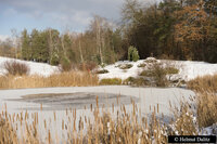 Foto: Eine verschneite Landschaft mit einem gefrorenen Teich im Vordergrund. Im Hintergrund sind schneebedeckte Bäume und Sträucher zu sehen. Der Himmel ist bewölkt.