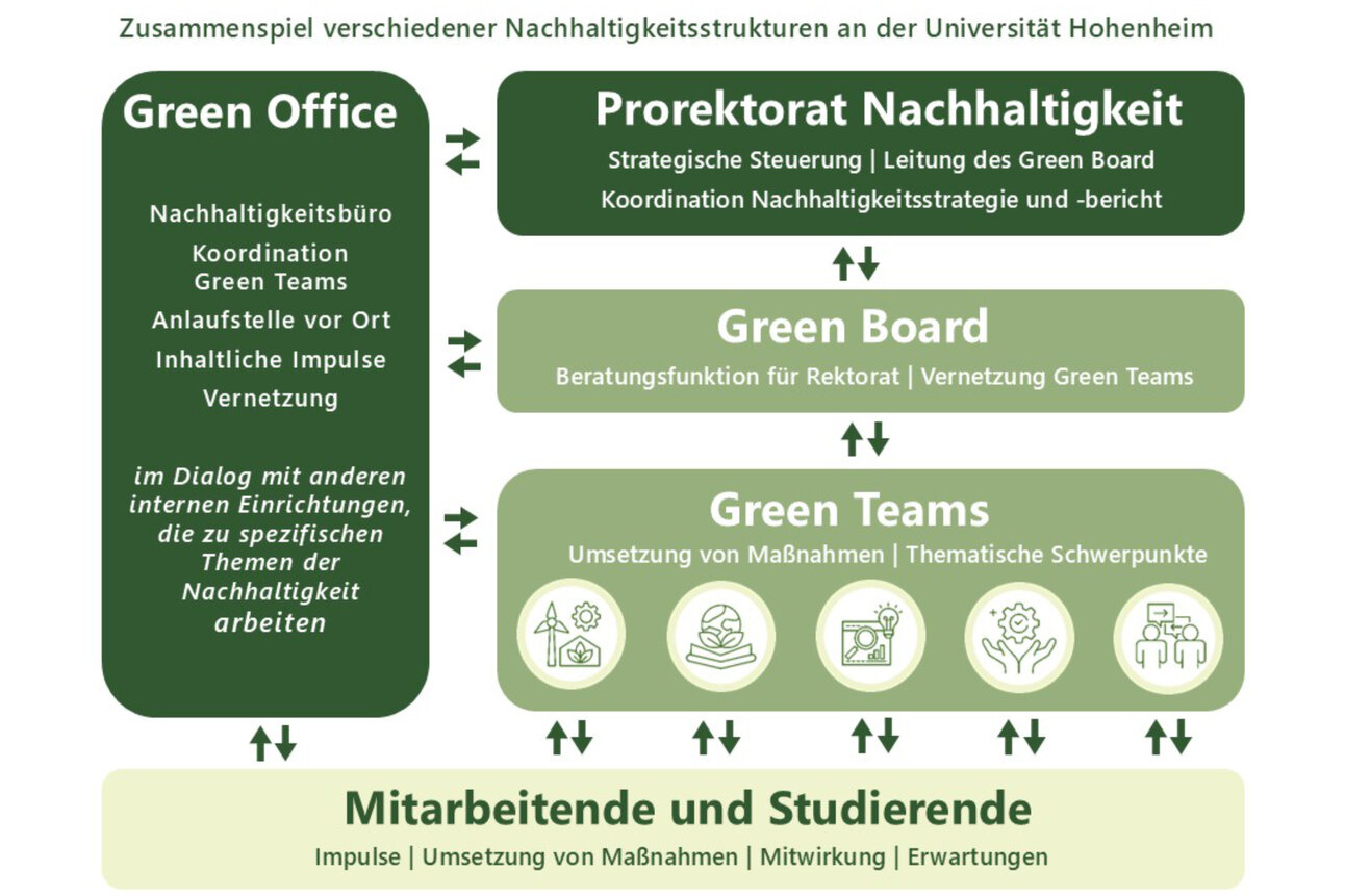 Infografik: Darstellung der Nachhaltigkeitsstrukturen an der Universität Hohenheim. Zeigt Green Office, Prorektorat Nachhaltigkeit, Green Board und Green Teams mit ihren jeweiligen Funktionen und Verbindungen.